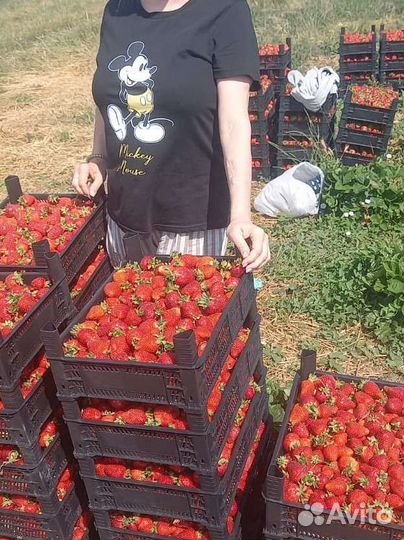 Рассада клубники Азия+