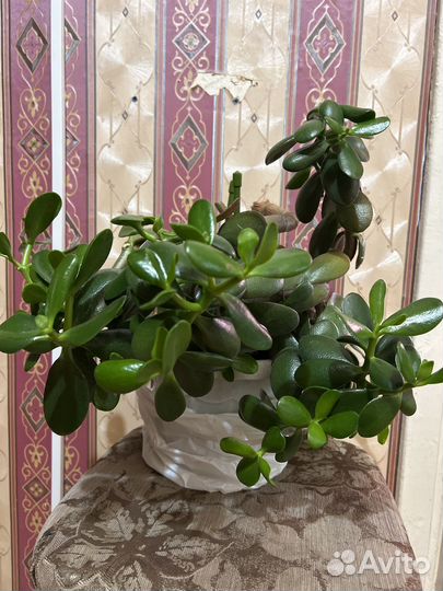 Живое дерево