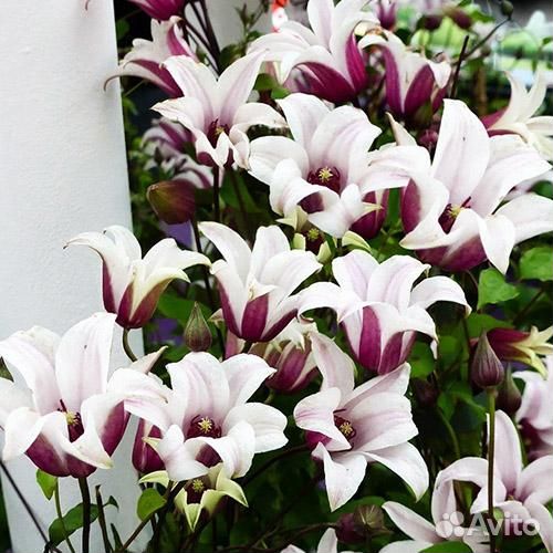 Клематис Принцесса Кейт