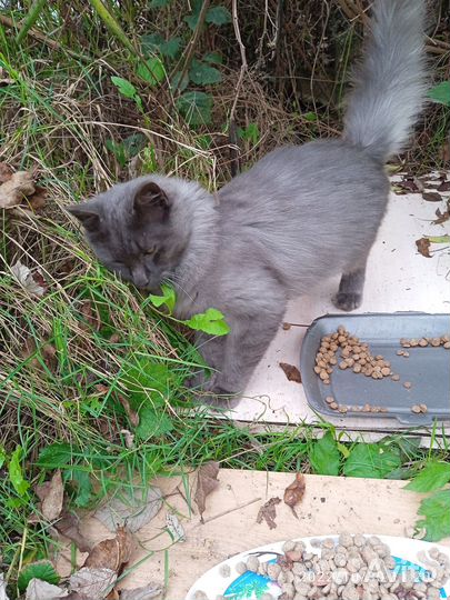 Котик в добрые руки