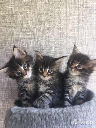 Котята мейн-кун