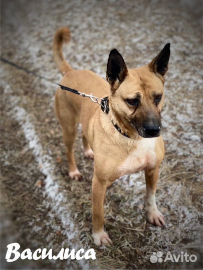 Собака плачет в приюте