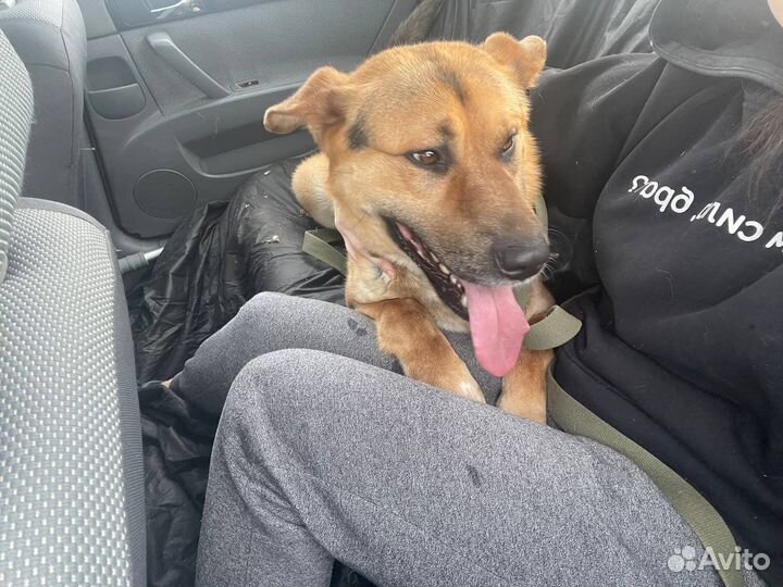 Собак по имени Шарик. Лучший друг