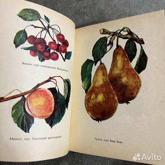 Садово-огородный участок, Приусадебный сад-огород