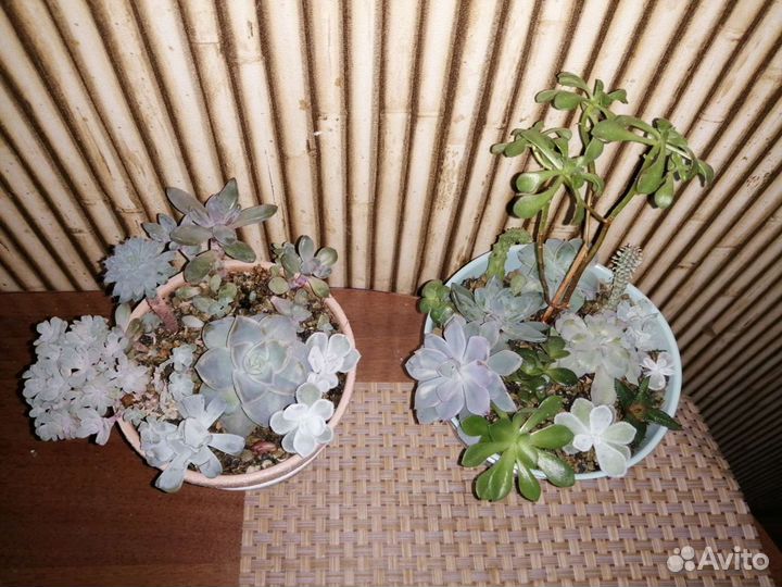 Суккуленты