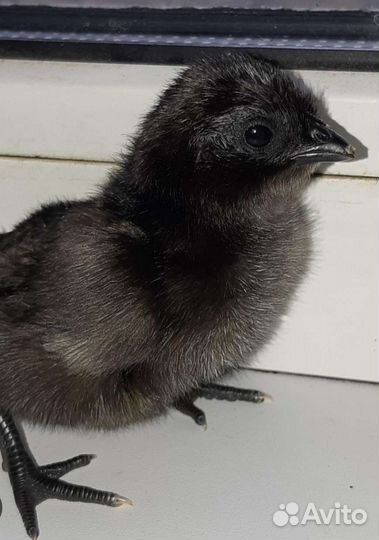 Цыплята Ухейилюй