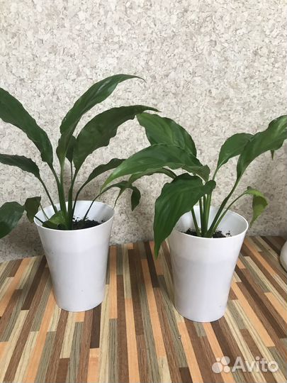 Спатифилум