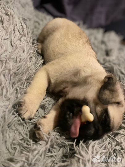 Мопс щенок