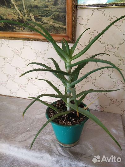 Алоэ столетник