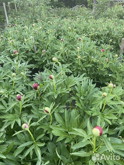 Цветы пионы