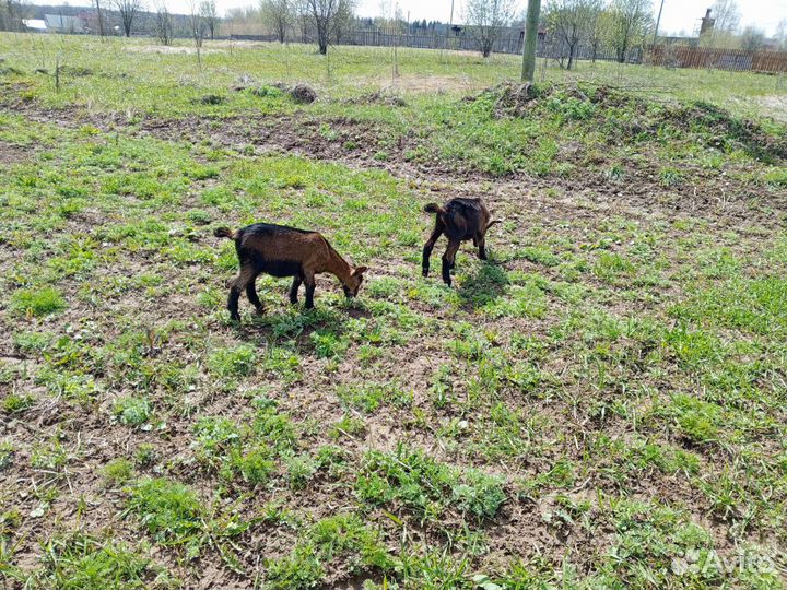 Козлы и козочки