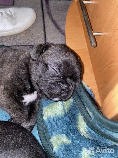 Французский бульдог