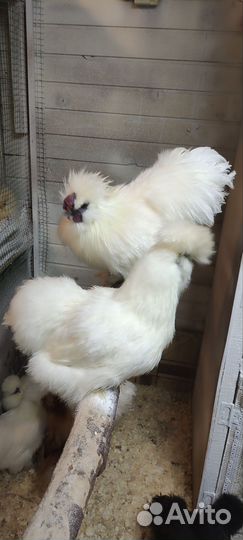 Китайские шелковые