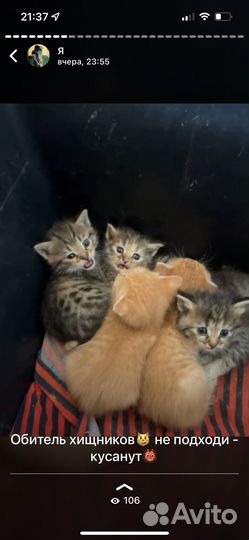 Котята бесплатно