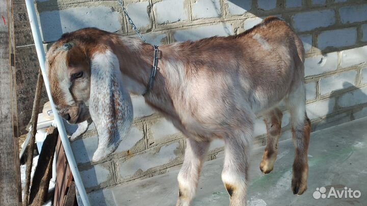 Англо нубийские козлята