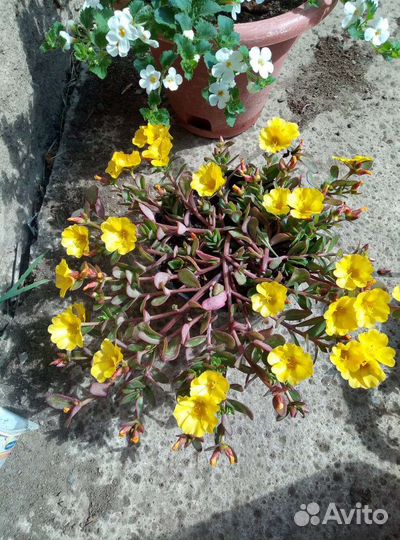 Вегетативные черенки