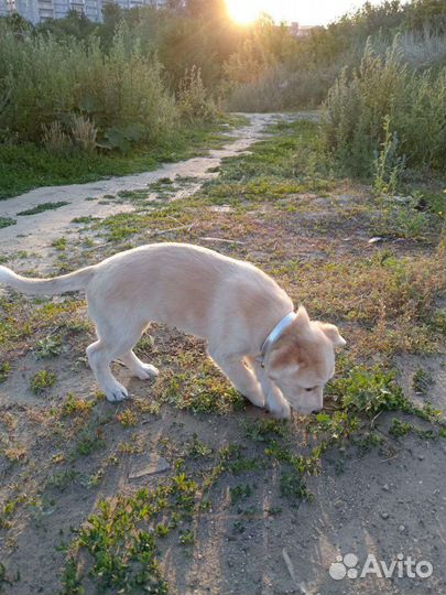 Хаски девочка