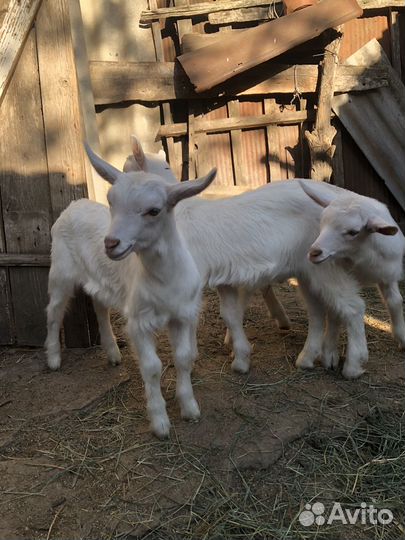 Коза дойная