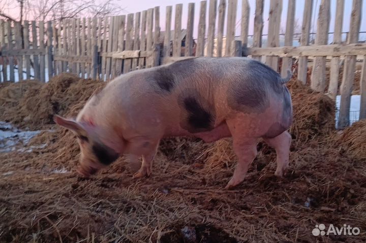Семя хряка,искусственное осеменение свиней
