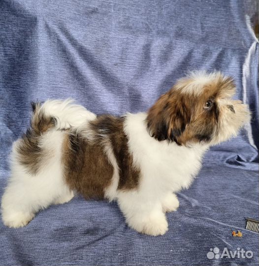 Щенки Лхаса апсо
