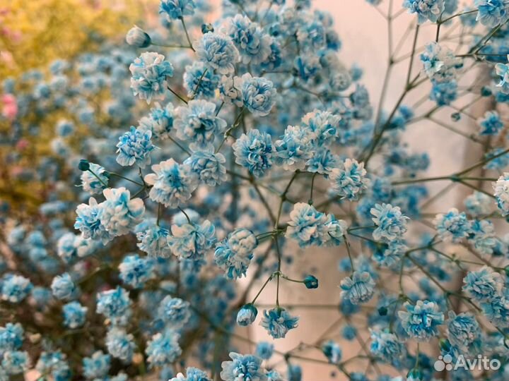 Удивительные букеты из цветной гипсофилы