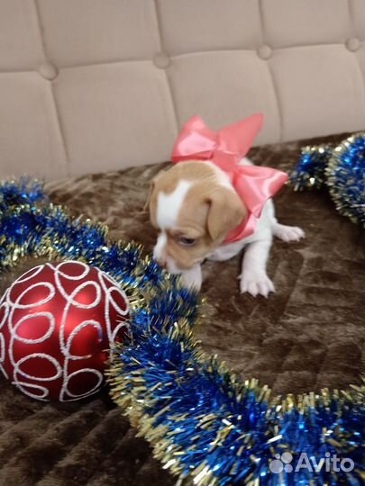 Щенки чихуахуа