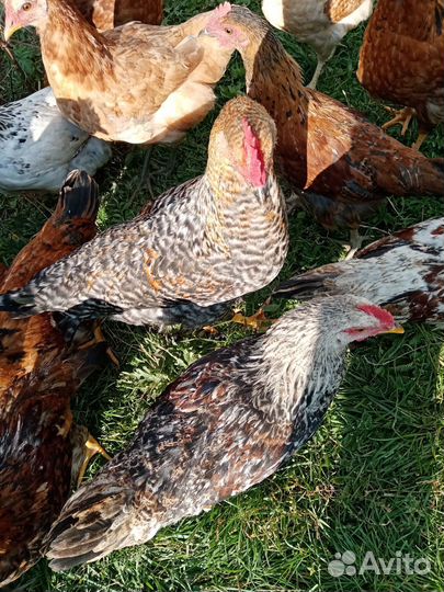 Петухи молодые