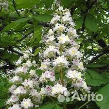 Отростки каштана