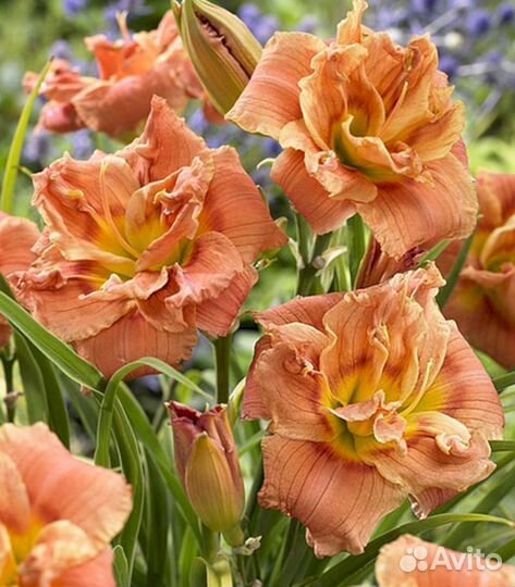 Лилейники Конго Коралл