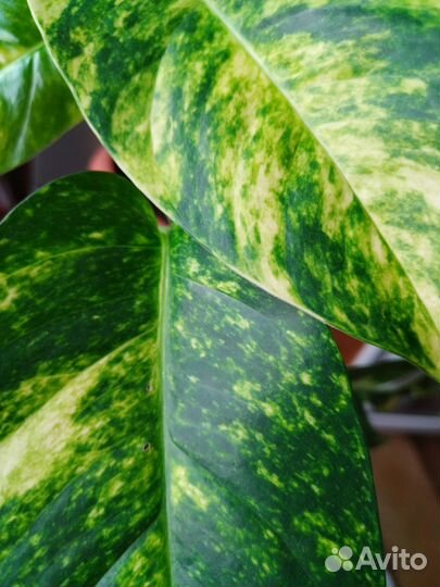 Эпипремнум Yellow Flame