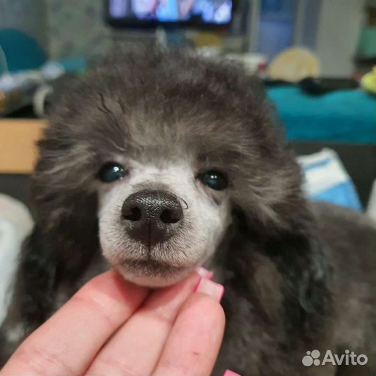 Щенки той пуделя девочки