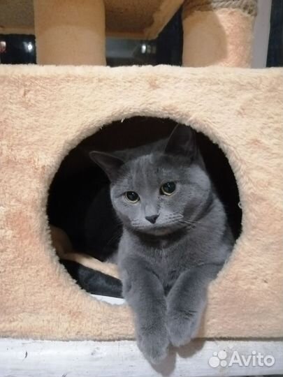 Британская кошка