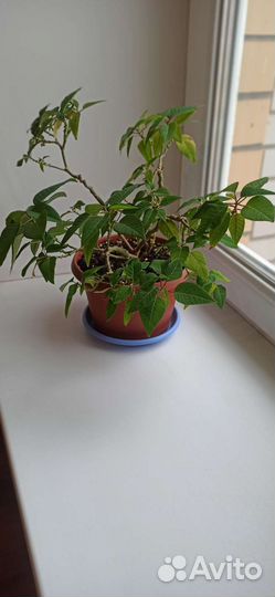 Пуансеттия