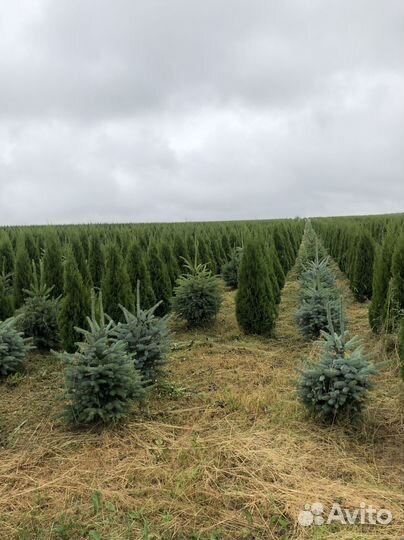 Ель голубая с доставкой