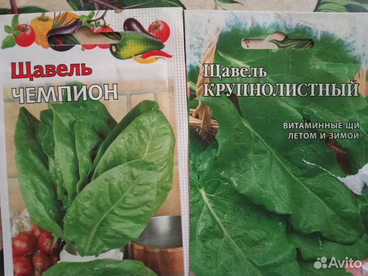 Щавель рассада