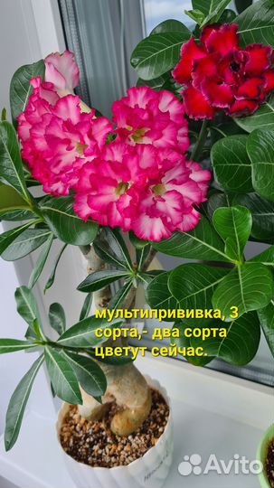 Адениум роза пустыни (комнатный цветок)