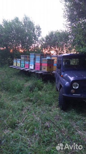 Продаётся Мёд