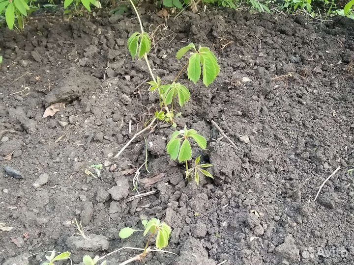 Девичий (дикий) виноград.Центр