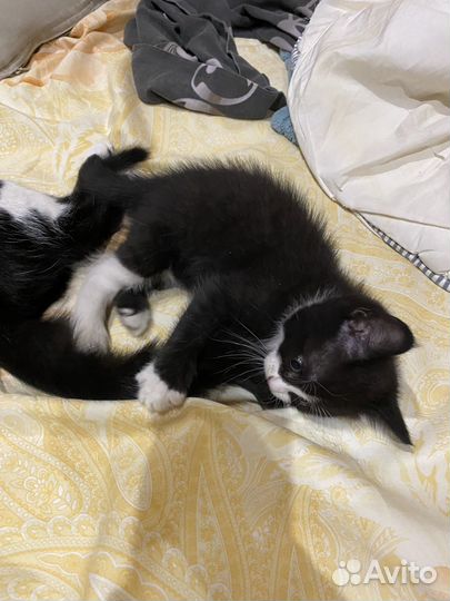 Котята мальчики 1,5 месяца