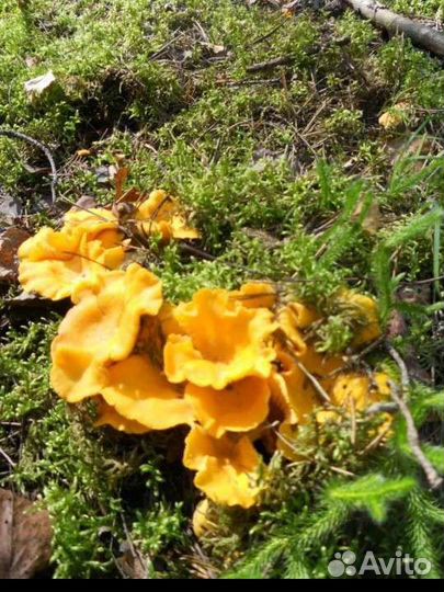 Грибы лисички в наличии