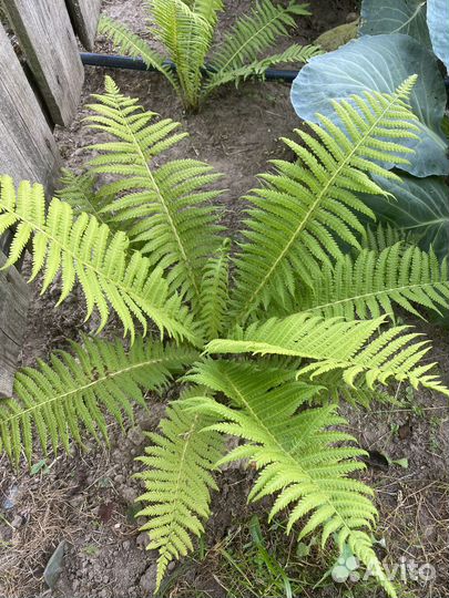 Папоротник сортовой