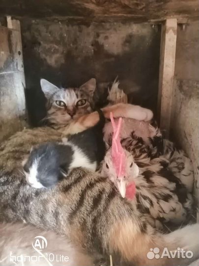 Куры, Инкубационное яйцо,петухи