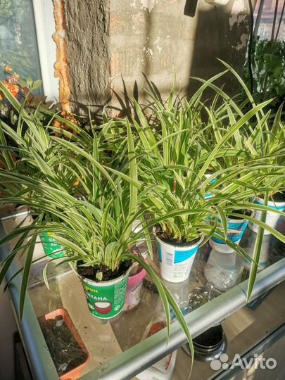 Хлорофитум