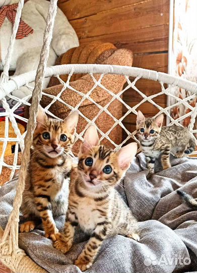 Бенгальские котята