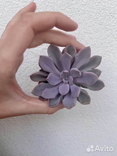 Суккуленты