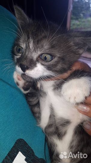 Отдам кошечку