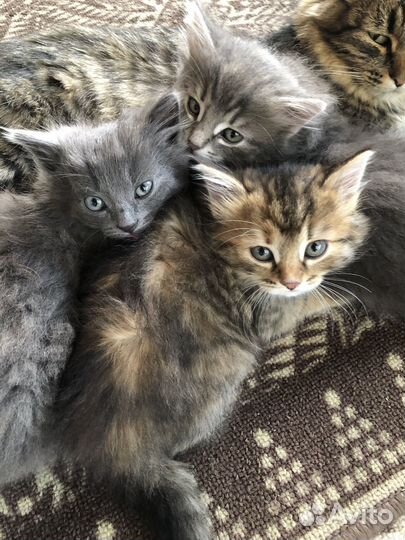 Котята в добрые руки бесплатно