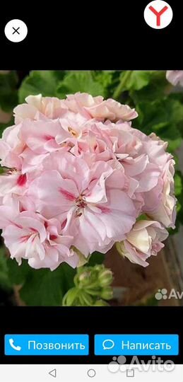 Пеларгония коллекционная