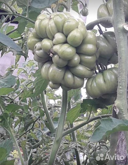 Ребристые сорта томатов