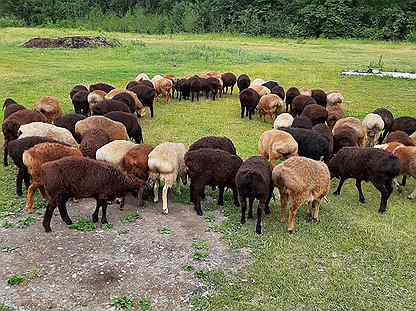 Курдючные бараны, овцы Эдильбай, козы